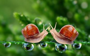 branch-two-snails-1
