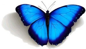 borboleta_azul